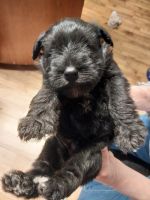Miniature Schnauzer Puppies for sale in Piedmont, SC 29673, USA. price: $650