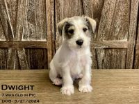 Miniature Schnauzer Puppies for sale in Hainesville, Illinois. price: $1,000