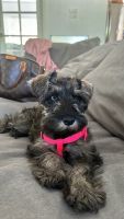 Miniature Schnauzer Puppies for sale in Ft. Lauderdale, Florida. price: $1,000