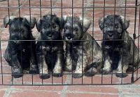 Miniature Schnauzer Puppies for sale in Downey, California. price: $800