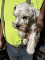 Miniature Schnauzer Puppies for sale in Hodgenville, KY 42748, USA. price: $600