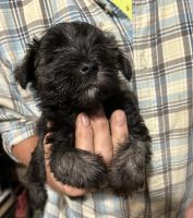 Miniature Schnauzer Puppies for sale in Hodgenville, KY 42748, USA. price: $500