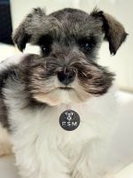 Miniature Schnauzer Puppies for sale in Kissimmee, FL, USA. price: $3,000
