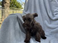 Miniature Schnauzer Puppies for sale in Melcher-Dallas, IA, USA. price: $350