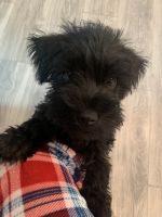 Miniature Schnauzer Puppies for sale in Winder, GA, USA. price: $900
