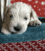 Miniature Schnauzer Puppies for sale in Johnson City, TN, USA. price: $600
