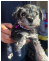 Miniature Schnauzer Puppies for sale in Santa Ana, CA, USA. price: $1,450