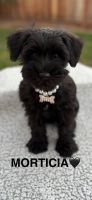 Miniature Schnauzer Puppies for sale in Sacramento, CA, USA. price: $1,000