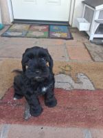 Miniature Schnauzer Puppies for sale in 3220 Mont Clair St, Los Angeles, CA 90018, USA. price: $500