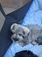 Miniature Schnauzer Puppies for sale in 3220 Mont Clair St, Los Angeles, CA 90018, USA. price: $500