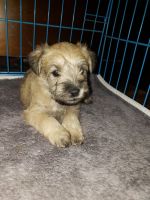 Miniature Schnauzer Puppies for sale in Sauk Village, IL 60411, USA. price: $900