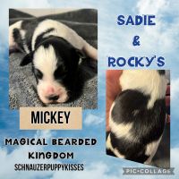 Miniature Schnauzer Puppies for sale in Meeker, OK 74855, USA. price: $1,500