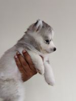 Miniature Siberian Husky Puppies Photos