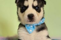 Miniature Siberian Husky Puppies for sale in Los Angeles, California. price: $500