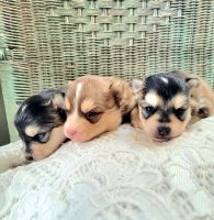 Miniature Siberian Husky Puppies for sale in Sand Coulee, Montana. price: $3,500