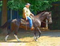 Missouri Fox Trotter Horses for sale in Denver, CO, USA. price: $1,600
