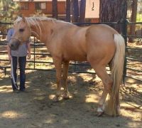 Missouri Fox Trotter Horses for sale in Albuquerque, NM, USA. price: $1,600