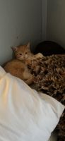 Mitten Cat Cats for sale in Gillette, WY, USA. price: $40