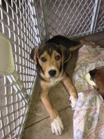 9 week old Heeler/ Fox Hound