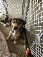 9 week old Heeler/ Fox Hound