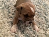 American Bulldogs mixed with Devils Den Bully