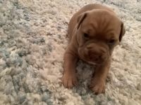 American Bulldogs mixed with Devils Den Bully