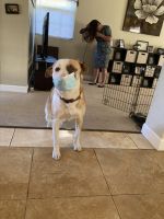 Lab/Pit Mix With Large Cage