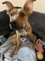 10 month old with crate and leash