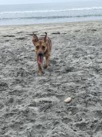 10 month old with crate and leash