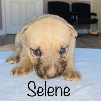 German Shepard Doberman puppies