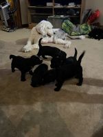 Old English sheepdog/ golden retriever mixes