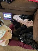 Old English sheepdog/ golden retriever mixes