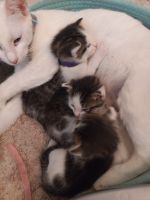 Mixed Cats for sale in New Port Richey, FL, USA. price: $1,500