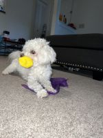 Casper a very loving dog