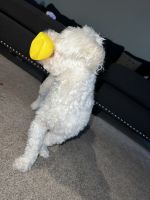 Casper a very loving dog