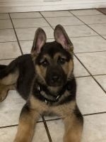 St Shepard male pups