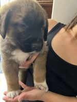 St Shepard male pups