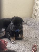 German Shepard/ Siberian Husky mix puppies