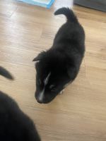 German Shepard/ Siberian Husky mix puppies