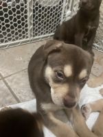 8 week old puppies playful and full of energy