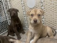 8 week old puppies playful and full of energy