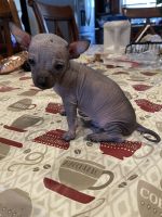 Hairless chihuahua