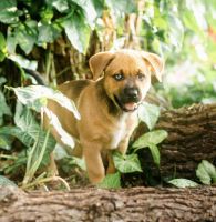 Pitsky Pit bull / Husky female puppy 10 weeks old