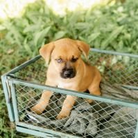 Pitsky Pit bull / Husky female puppy 10 weeks old