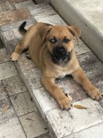 Pitsky Pit bull / Husky female puppy 10 weeks old