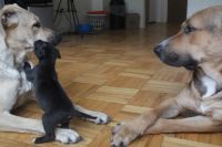 Red Pitbull Terrier X Eastern European Shepherd X Blue Pitbull Terrier