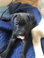 Red Pitbull Terrier X Eastern European Shepherd X Blue Pitbull Terrier