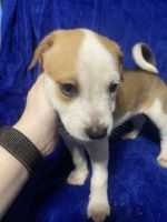 Border Husky/ Pit bull puppies ready for adoption