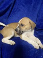 Border Husky/ Pit bull puppies ready for adoption