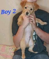 3 pomchi pups need homes ASAP